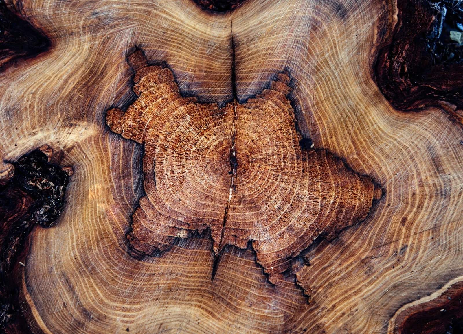 Completed tree work by Brothers Tree Service in Matthews and Union County NC