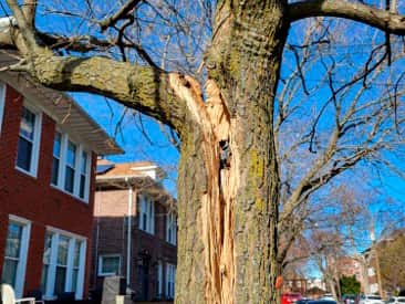 24/7 emergency storm response tree service