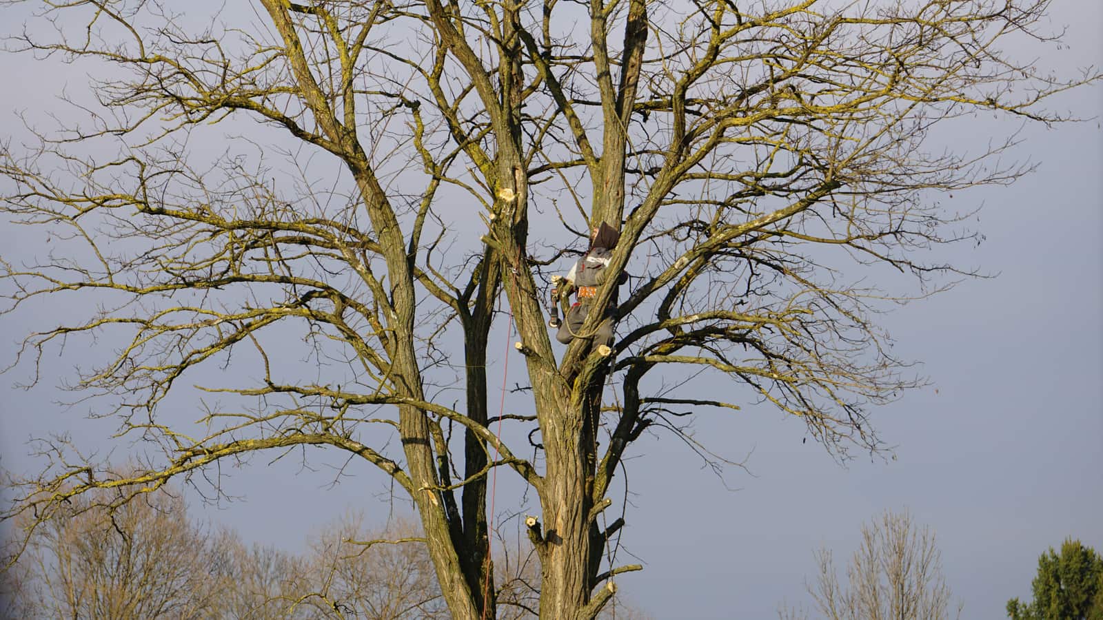 Crane and bucket truck tree service