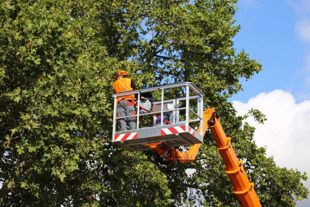 HOA tree maintenance