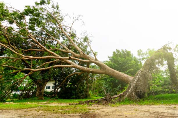 Stump grinding service
