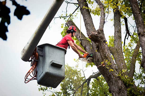 Tree removal service by Brothers Tree Service