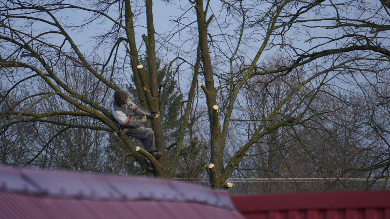 Tree trimming and pruning